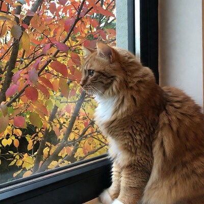 Orange cat at window with autumn leaves
