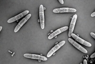 Bacillus Bacteria SEM Micrograph