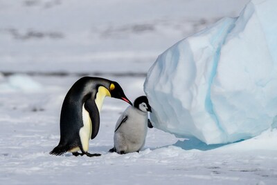 Emperor penguin feeding chick on ice