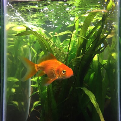 Goldfish swimming in aquarium with plants