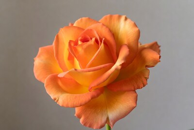 Orange Rose on Gray Background