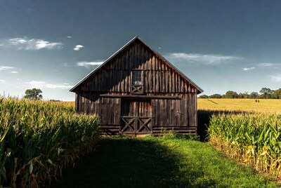 Old wooden barn in cornfield