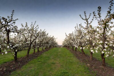 Cherry Blossom Orchard Path at Sunset