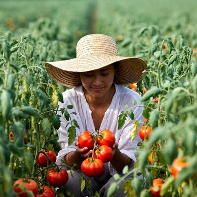Asian woman holding tomatoes in field
