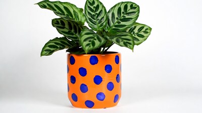 Calathea Plant in Polka Dot Pot