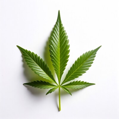 Green cannabis leaf on white