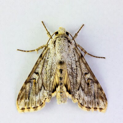 Gray moth on white background
