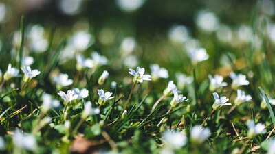 White Chickweed Flowers in Grass