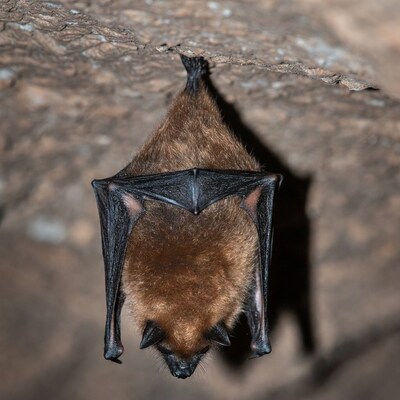 Brown bat hanging upside down on rock