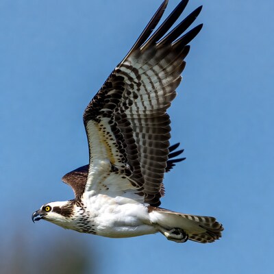 Osprey flying against blue sky