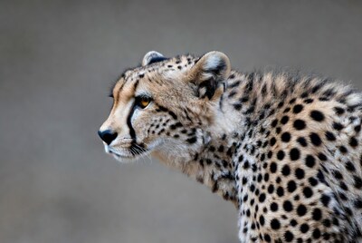 Cheetah profile on gray background
