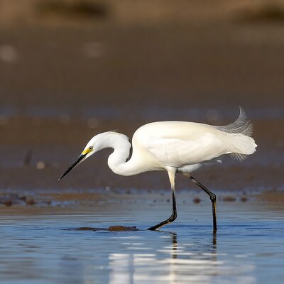 Snowy Egret foraging in shallow water