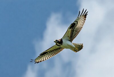 Harrier Hawk Flying in Blue Sky