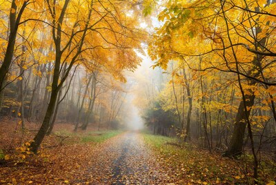 Misty Autumn Path in Yellow Forest