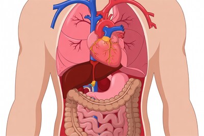 Human Torso Anatomy Illustration