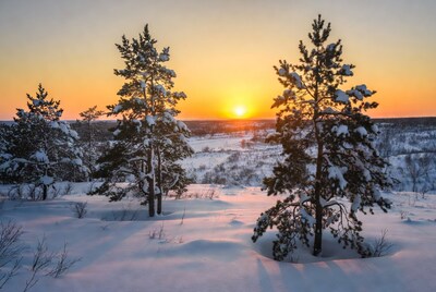 Snowy Pine Trees at Sunset
