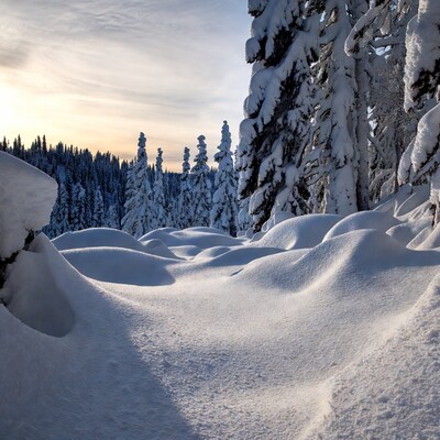 Snowy Pine Forest in Winter Sunset