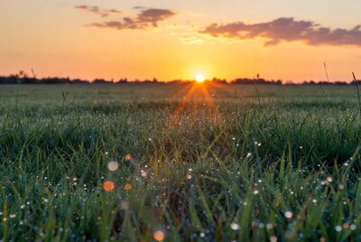 Dewy grass field at sunset