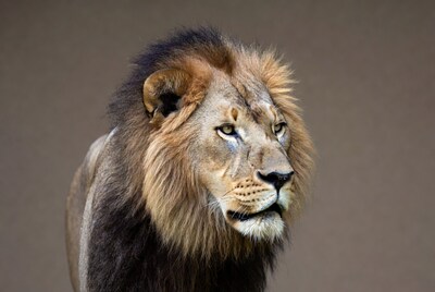 Lion with thick mane