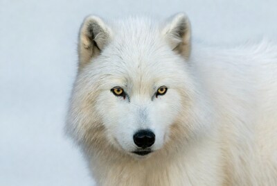 Arctic Wolf Closeup Portrait