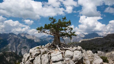 Bonsai pine on rocky mountain peak