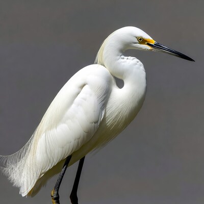 Snowy Egret standing on gray background