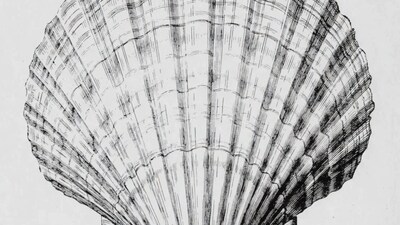Scallop Shell Line Drawing