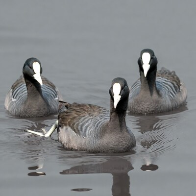 Three Coots Swimming in Water