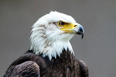 Bald eagle head closeup