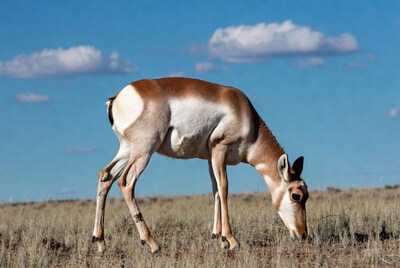 Pronghorn antelope grazing in grassland