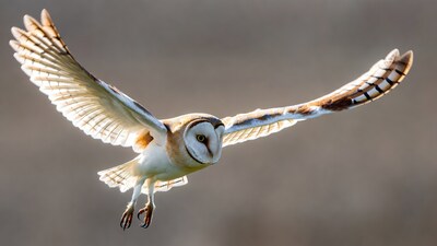 Barn Owl Flying with Wings Spread