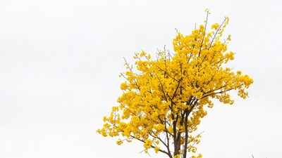 Yellow Bauhinia Tree Isolated Background