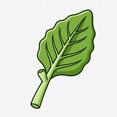 Green spinach leaf illustration