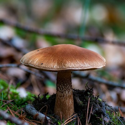 Brown Mushroom in Forest Floor