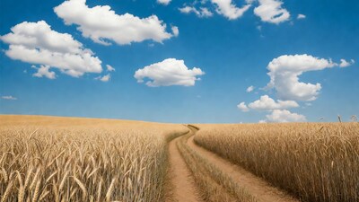 Wheat Field Path Blue Sky