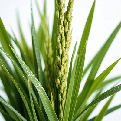 Dewy rice panicle with green leaves