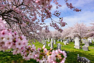 Cherry Blossoms Over Cemetery Gravestones