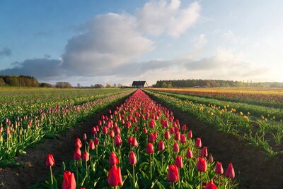 Red Tulip Fields Leading to House