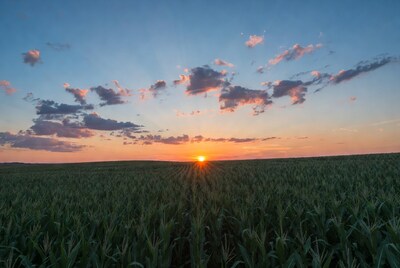 Sunset over Corn Field