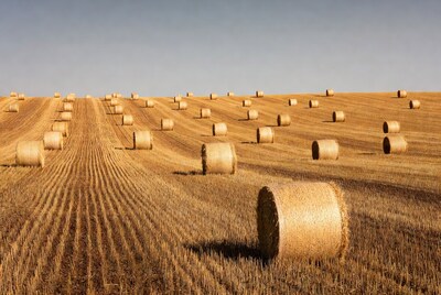 Hay bales in golden field
