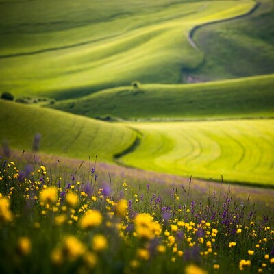 Rolling Green Hills with Wildflowers