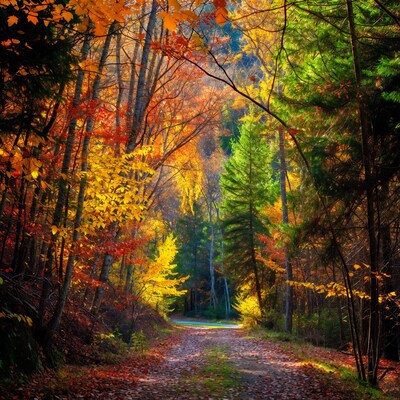 Autumn Forest Path with Colorful Trees