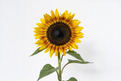 Sunflower on white background