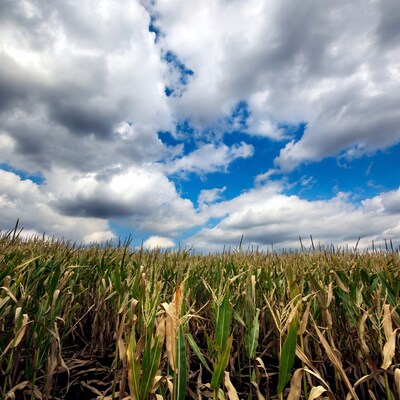 Cornfield under dramatic cloudy sky