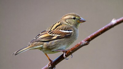 Song Sparrow perched on branch