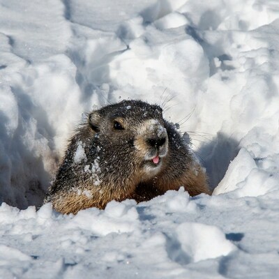 Marmot peeking from snow hole