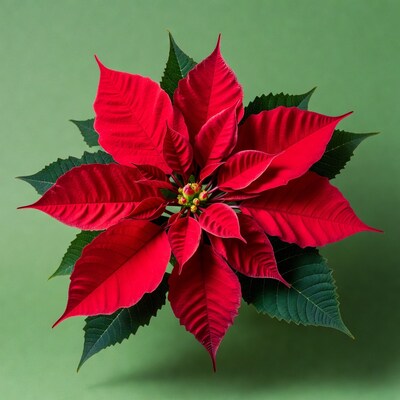 Red Poinsettia Flower on Green Background
