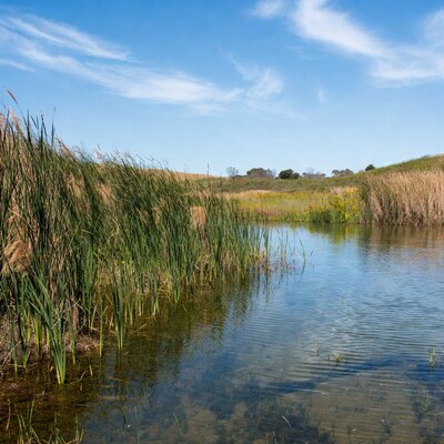 Reeds by Calm Pond