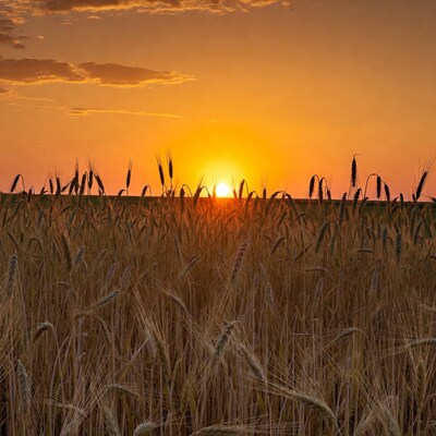 Sunset over wheat field