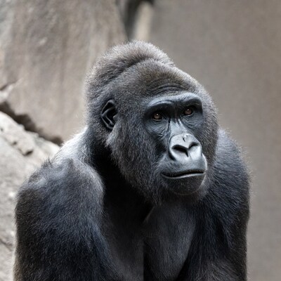 Close-up of gorilla facing camera